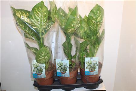 Горшечные цветы и растения оптом Dieff Se Tropic Snow от 3шт из Голландии с доставкой по России