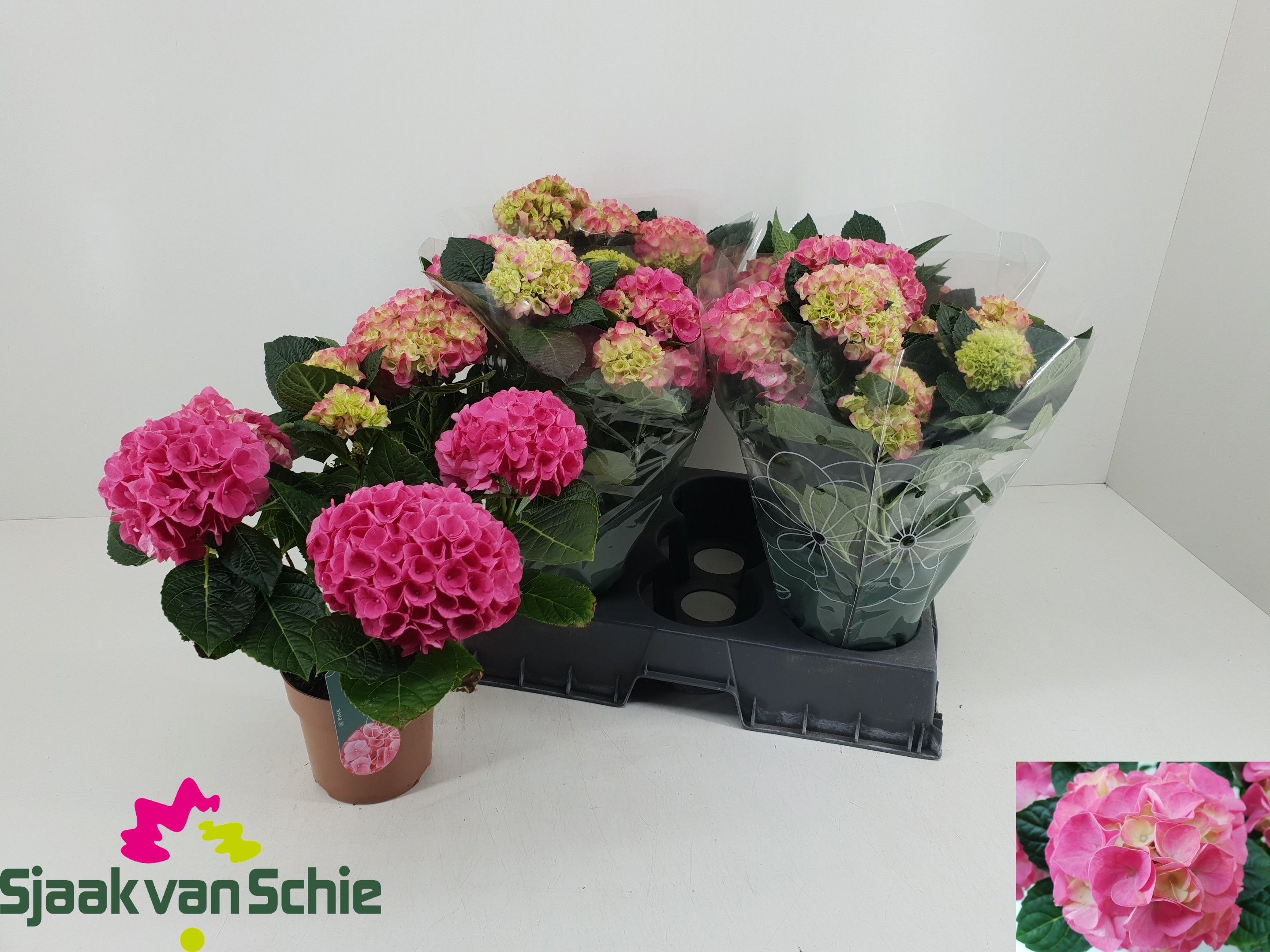 Горшечные цветы и растения оптом Hydr M Hi Meadow от 5шт из Голландии с доставкой по России