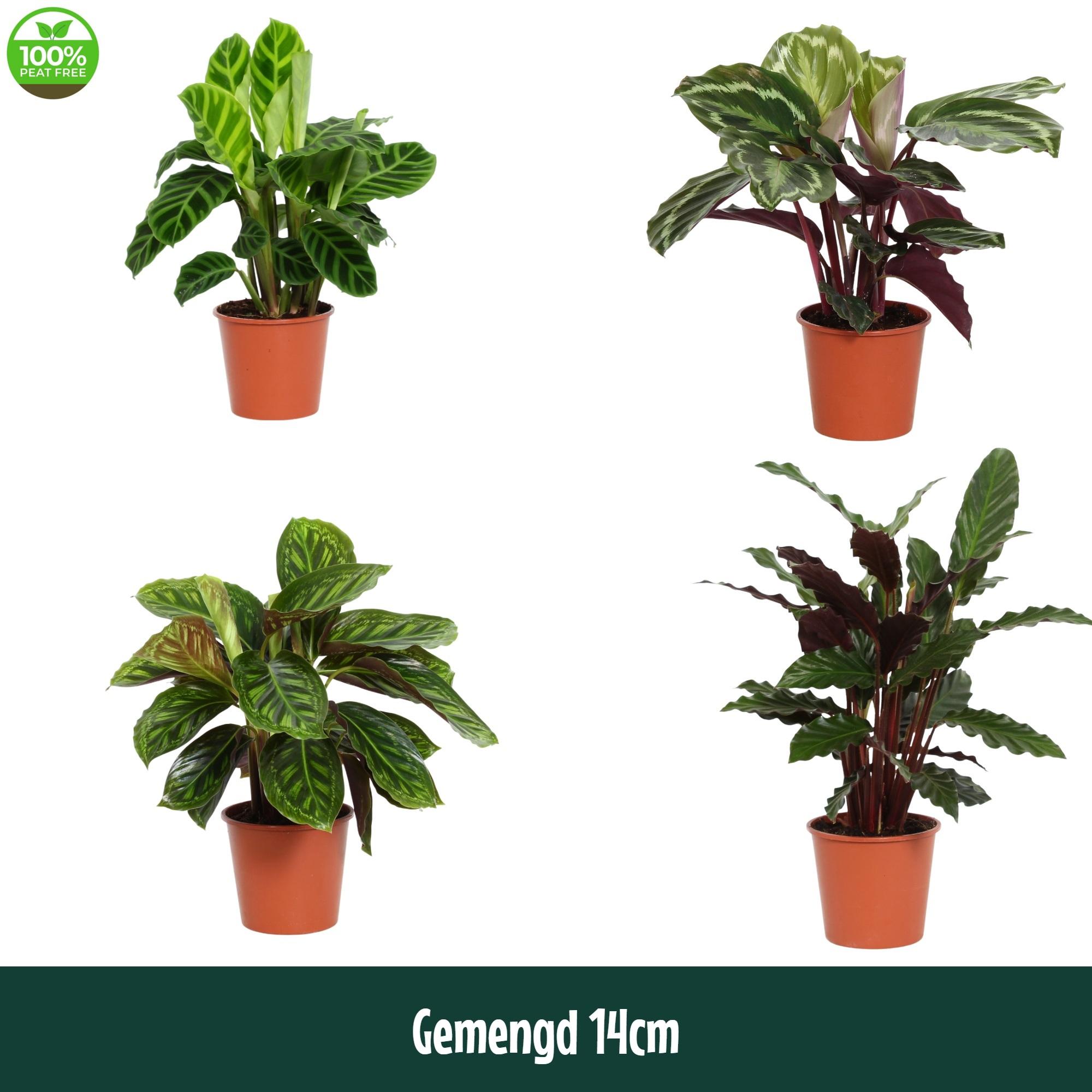 Горшечные цветы и растения оптом Calathea Mix от 8шт из Голландии с доставкой по России