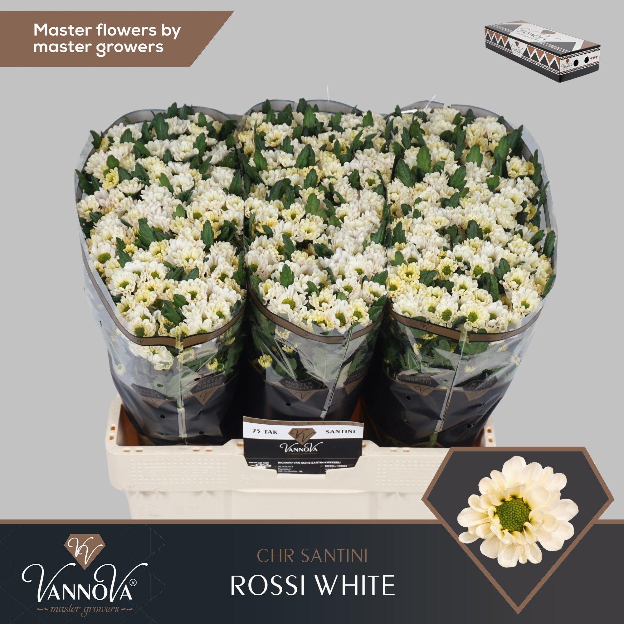 Срезанные цветы оптом Chrys sa rossi white A от 75шт из Голландии с доставкой по России