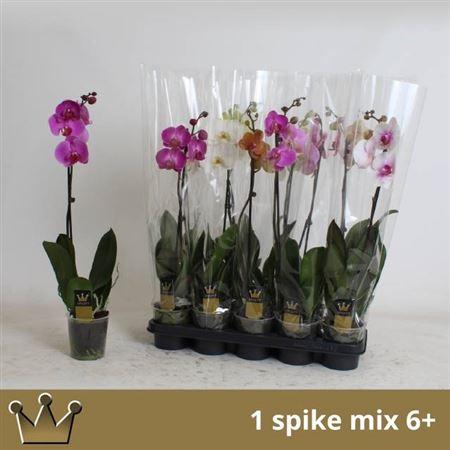 Горшечные цветы и растения оптом Phal 1st Mix 6+ (bernhard) от 10шт из Голландии с доставкой по России