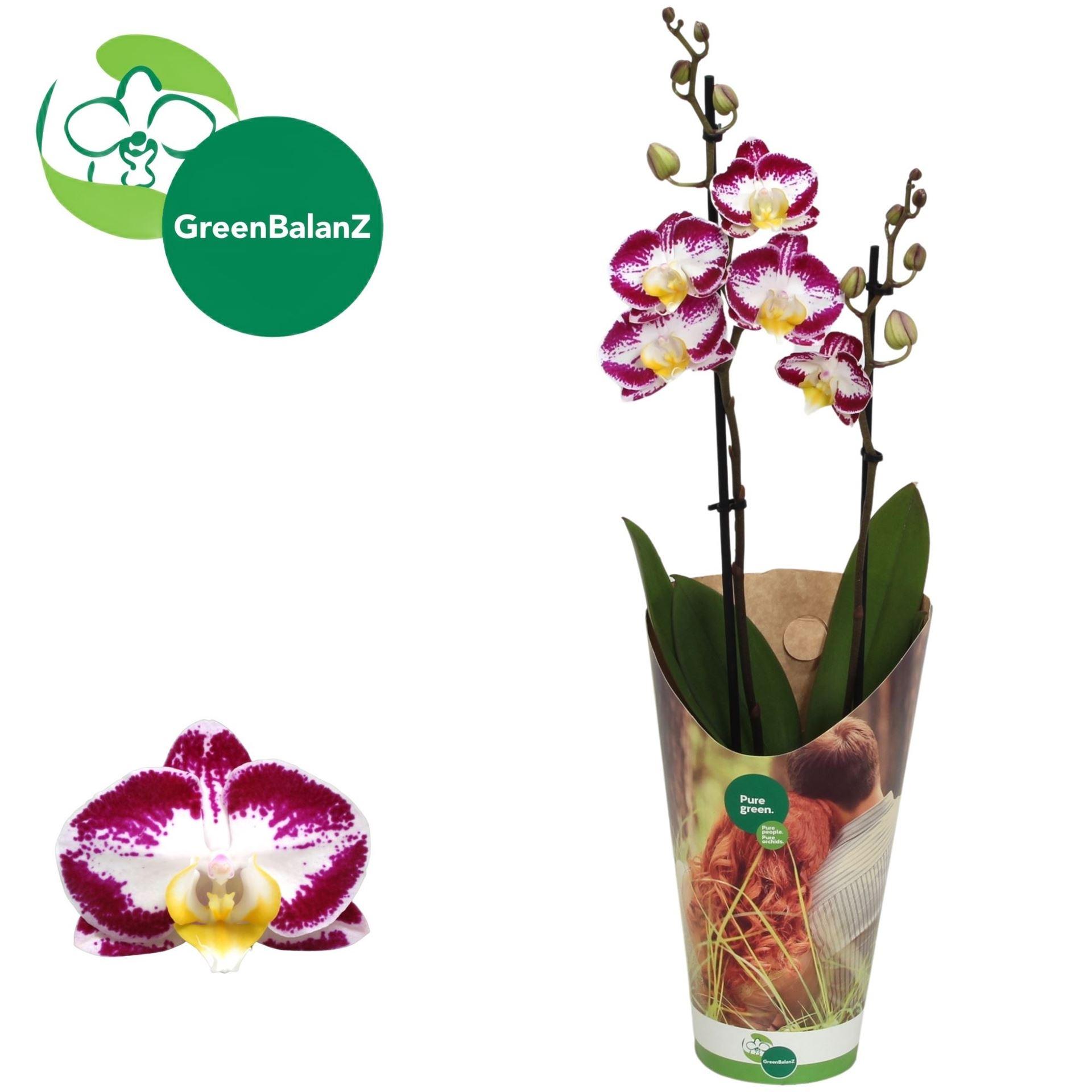 Горшечные цветы и растения оптом Phalaenopsis   ...lilac от 4шт из Голландии с доставкой по России