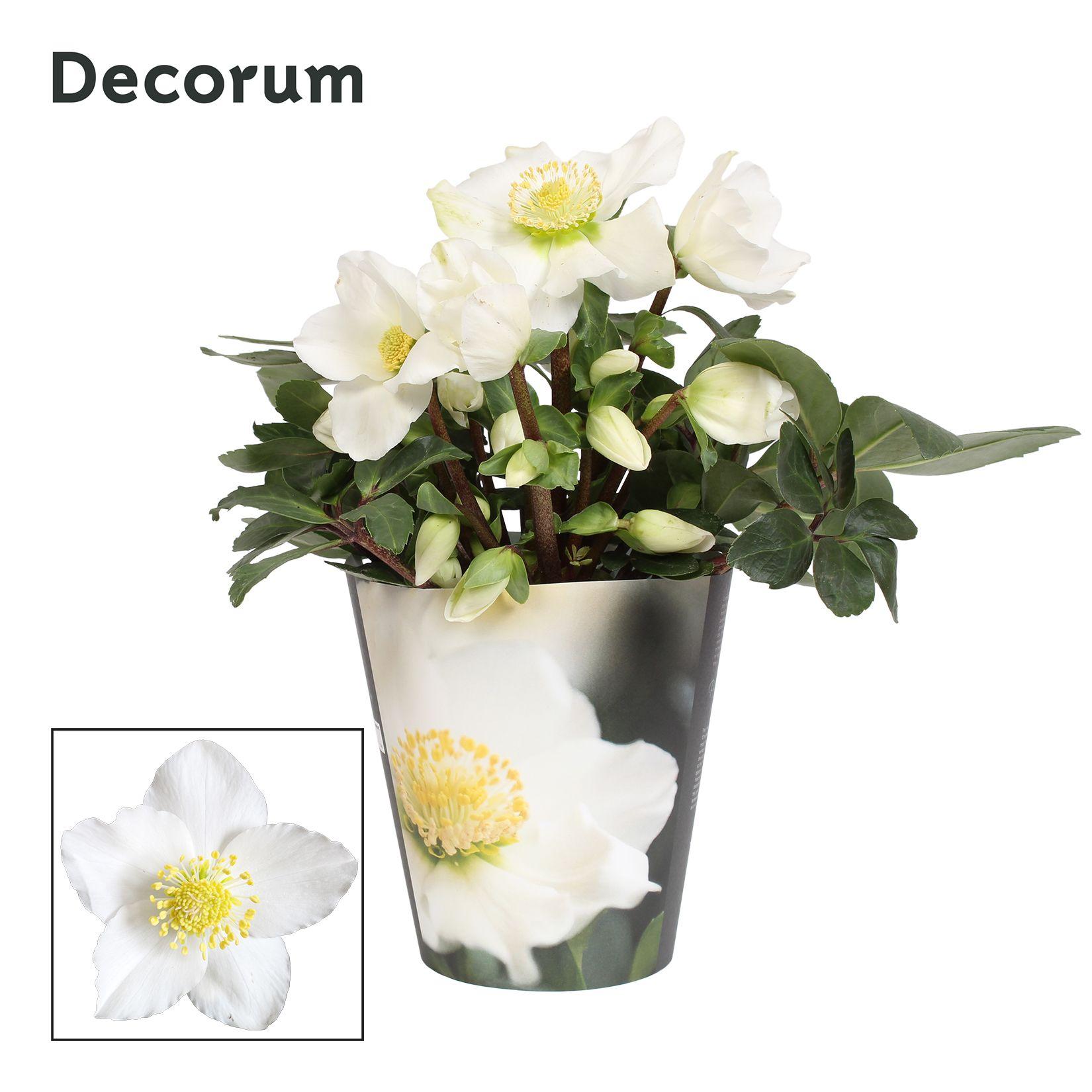 Горшечные цветы и растения оптом Helleborus N. Christmas Carol Decorum Potcover от 9шт из Голландии с доставкой по России