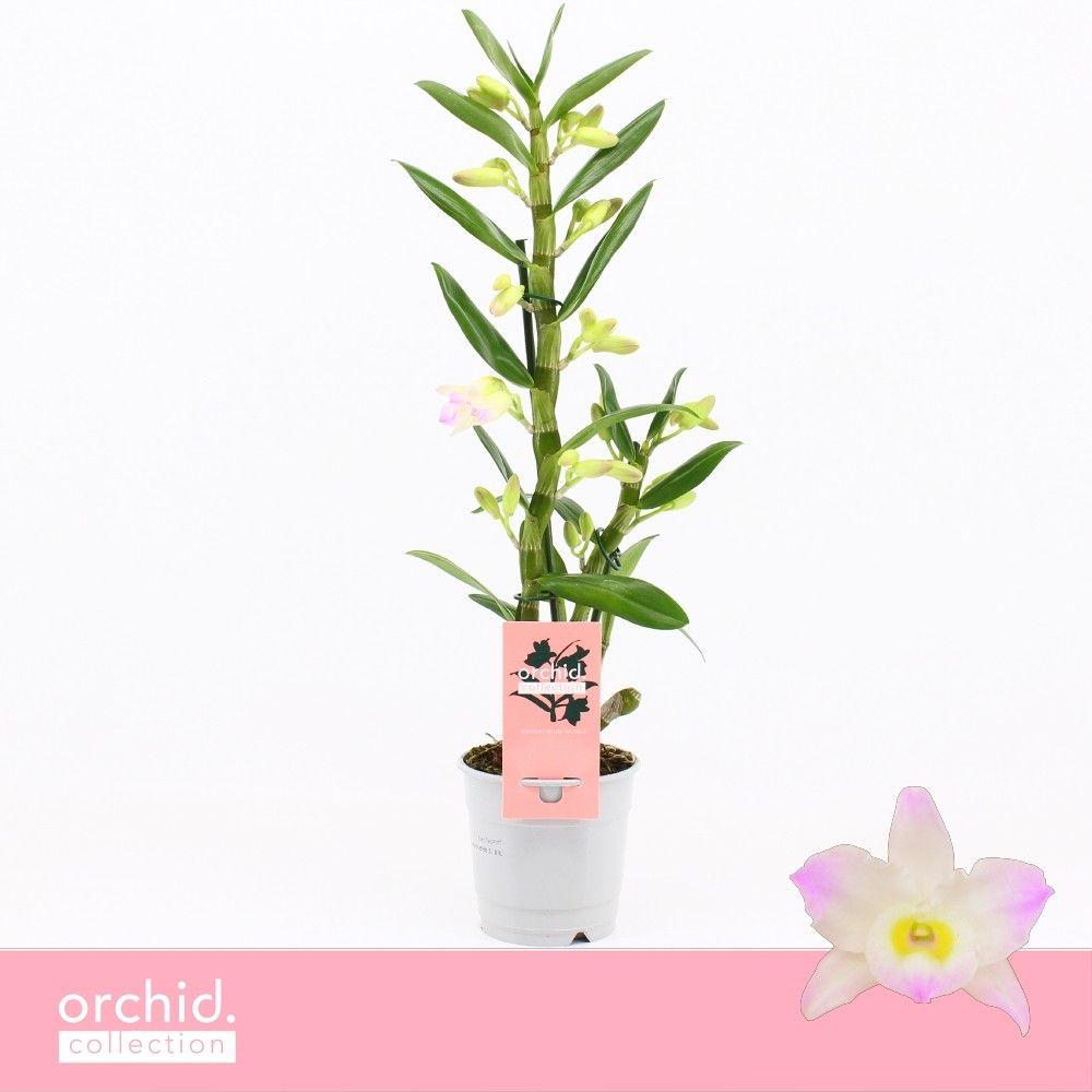 Горшечные цветы и растения оптом Dendr Nob 1st Kumiko Orchid Collection от 10шт из Голландии с доставкой по России