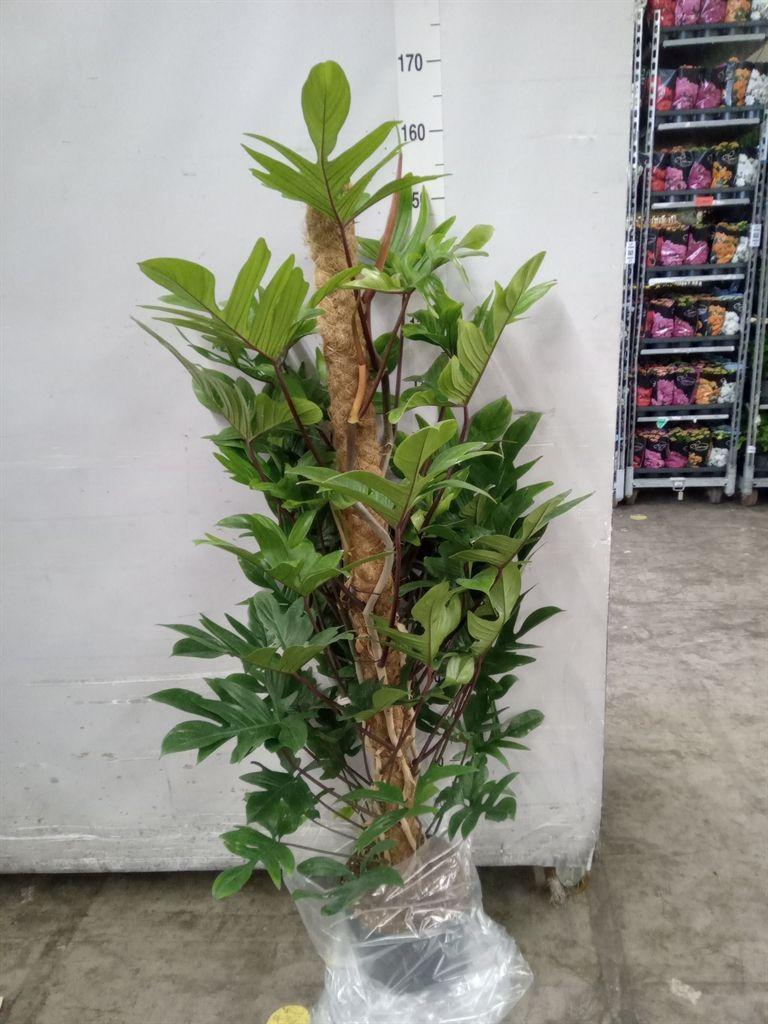 Горшечные цветы и растения оптом Philodendron Pedatum от 1шт из Голландии с доставкой по России