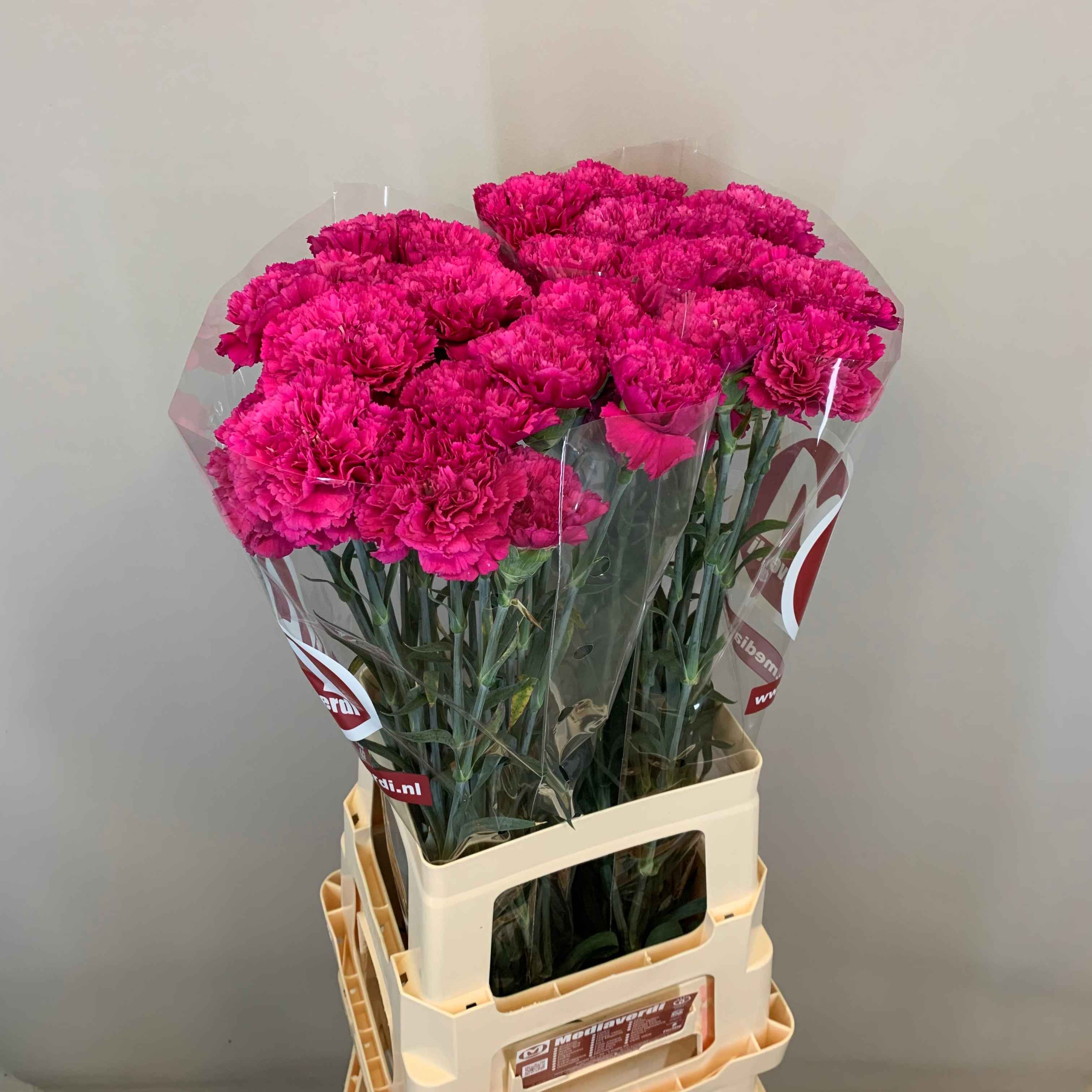 Срезанные цветы оптом Dianthus st passion violet от 40шт из Голландии с доставкой по России