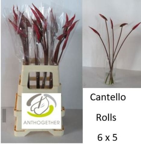 Срезанные цветы оптом Anthurium cantello от 30шт из Голландии с доставкой по России