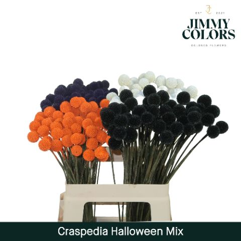 Срезанные цветы оптом Craspedia paint mix halloween от 200шт из Голландии с доставкой по России