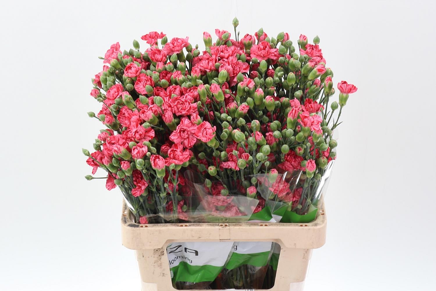 Срезанные цветы оптом Dianthus sp eden от 100шт из Голландии с доставкой по России