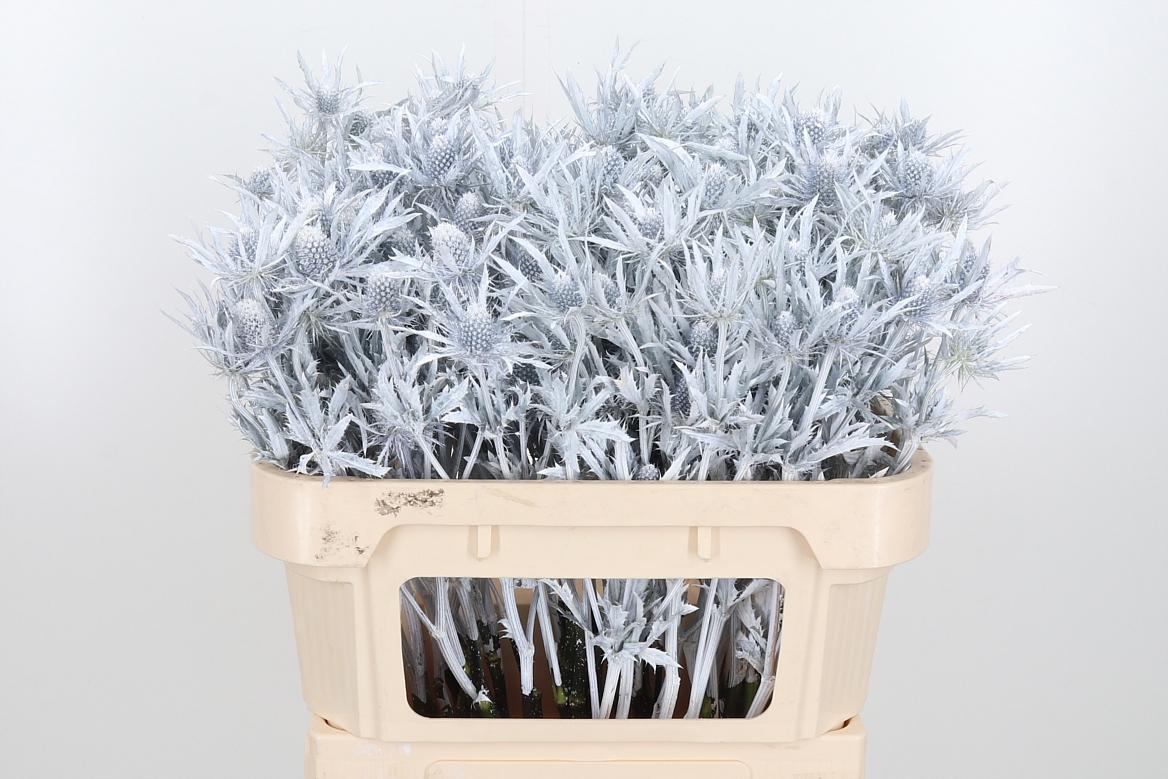Срезанные цветы оптом Eryngium orion paint white от 50шт из Голландии с доставкой по России