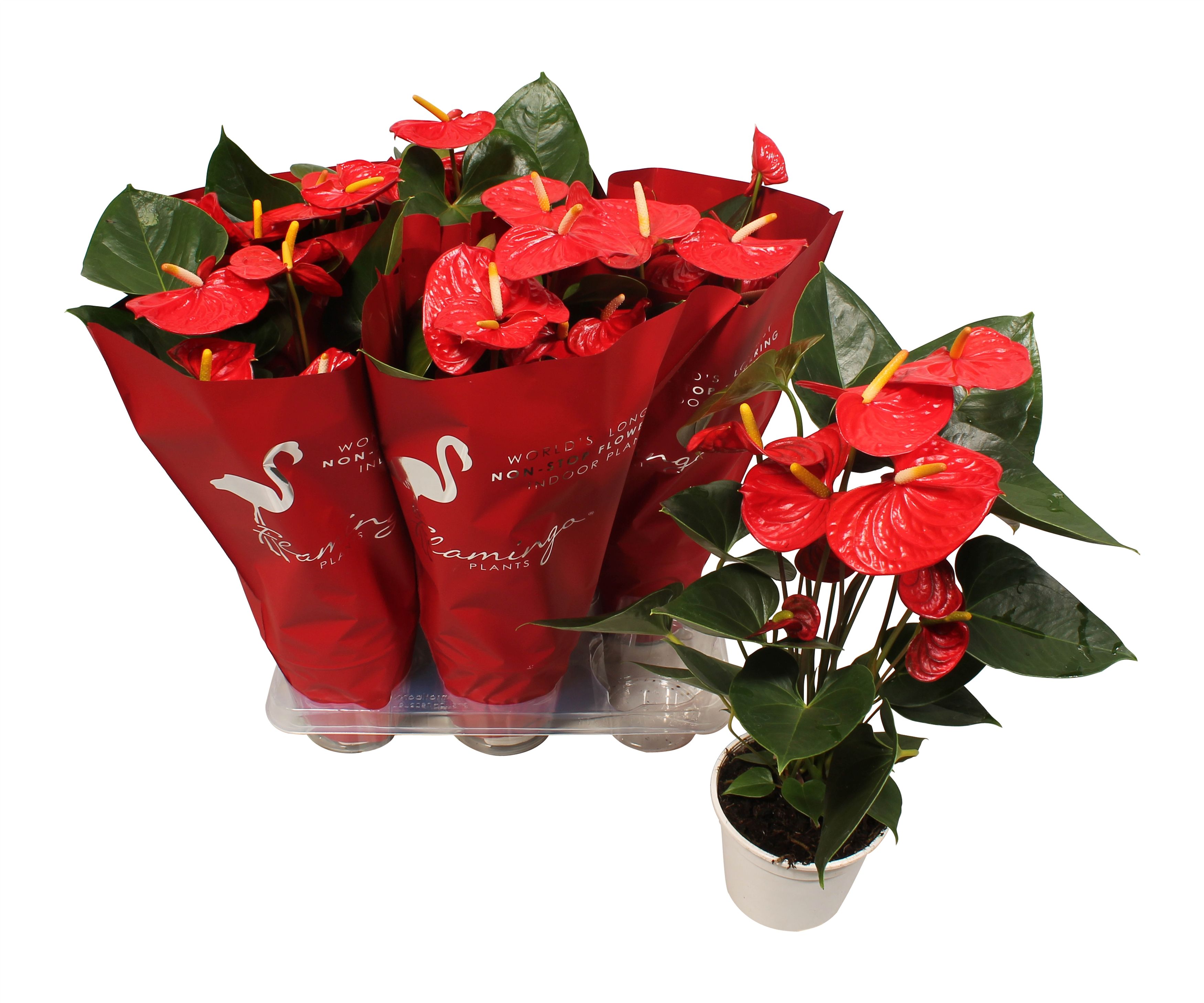 Горшечные цветы и растения оптом Anth An Jambo Red 5+ Deco Sleeve от 8шт из Голландии с доставкой по России