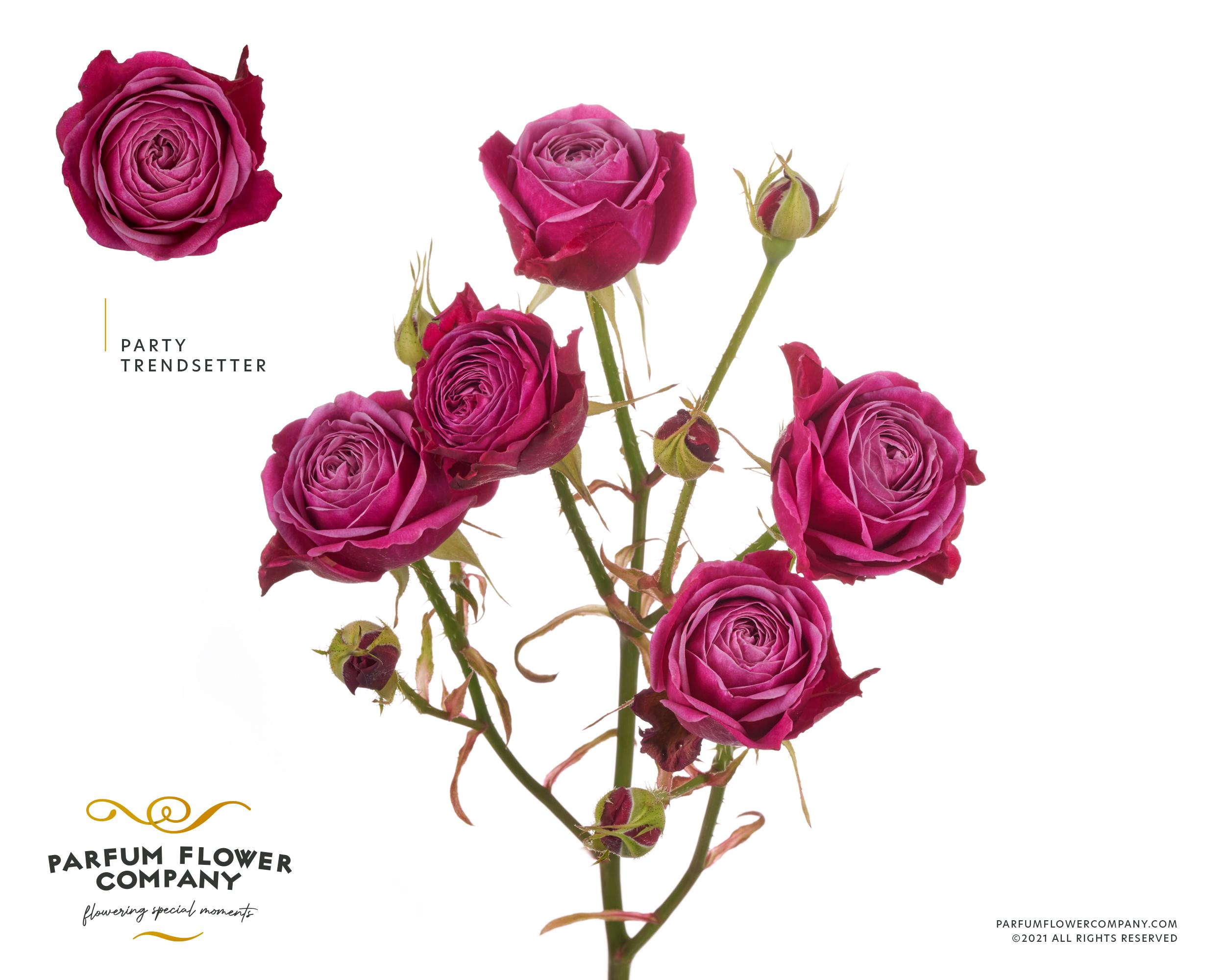 Срезанные цветы оптом Rosa spray party trendsetter от 24шт из Голландии с доставкой по России