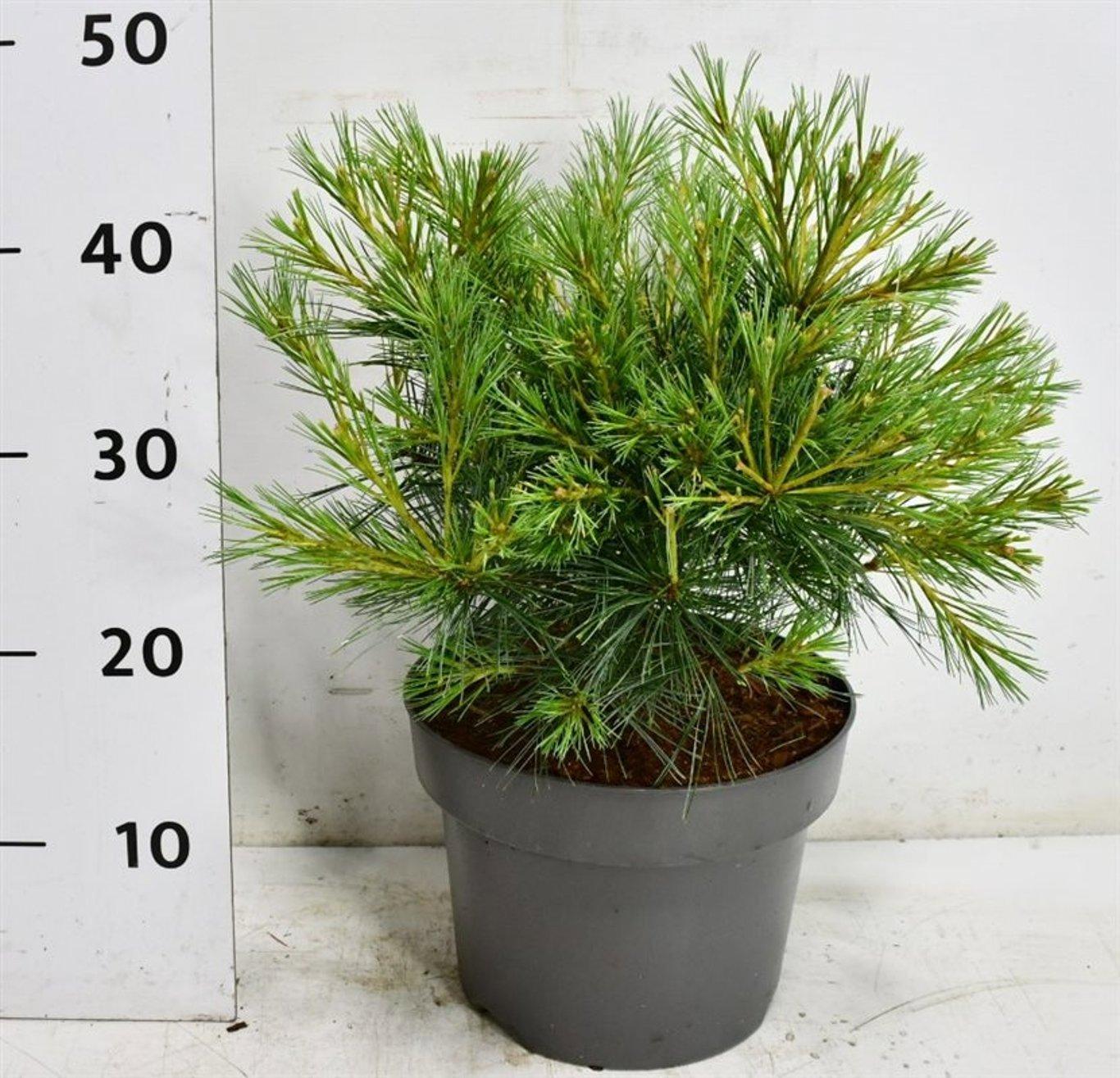 Горшечные цветы и растения оптом Pinus Strobus Blue Shag от 1шт из Голландии с доставкой по России