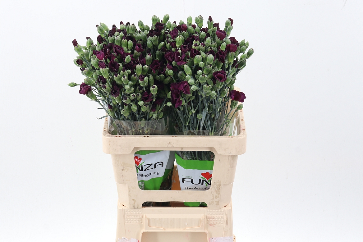 Срезанные цветы оптом Dianthus sp solomio dua от 100шт из Голландии с доставкой по России