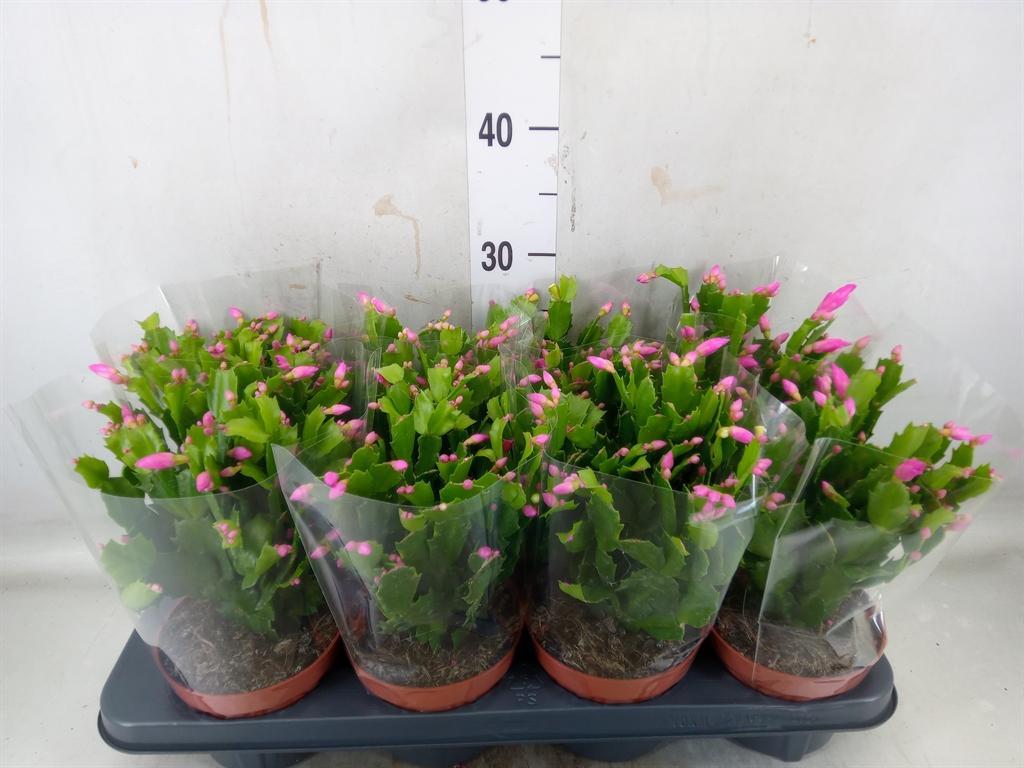 Горшечные цветы и растения оптом Schlumbergera   ... от 8шт из Голландии с доставкой по России