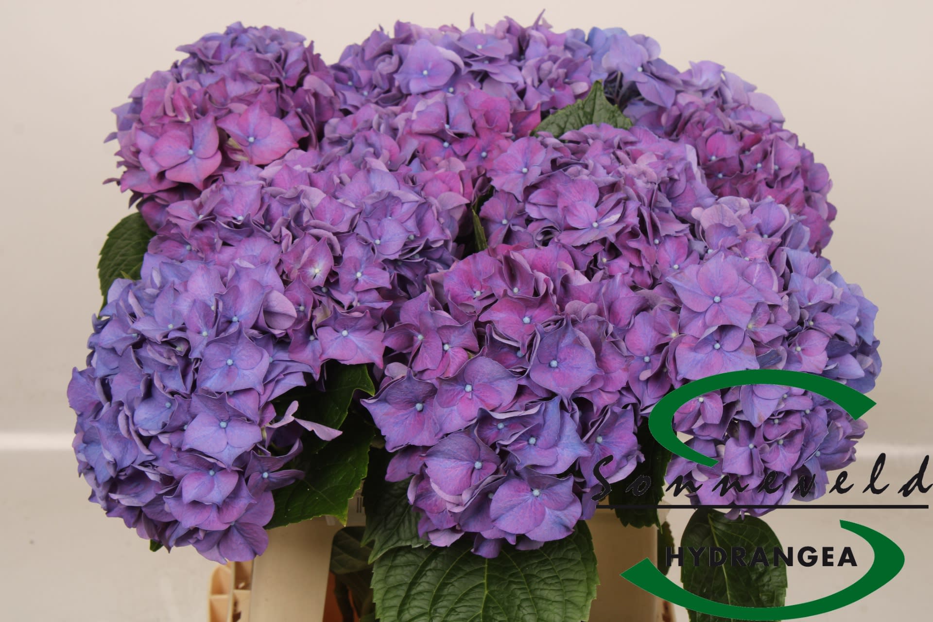 Срезанные цветы оптом Hydrangea rodeo purple от 10шт из Голландии с доставкой по России
