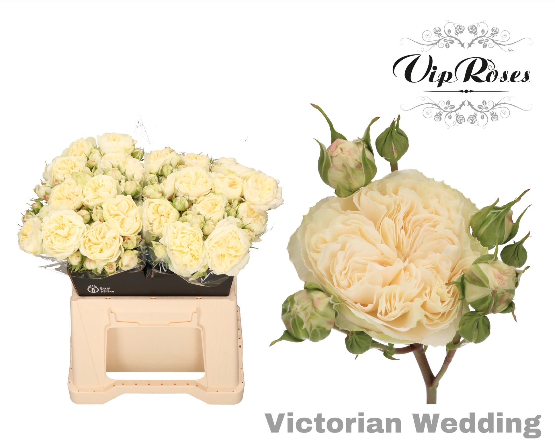 Срезанные цветы оптом Rosa spray victorian wedding+ от 20шт из Голландии с доставкой по России