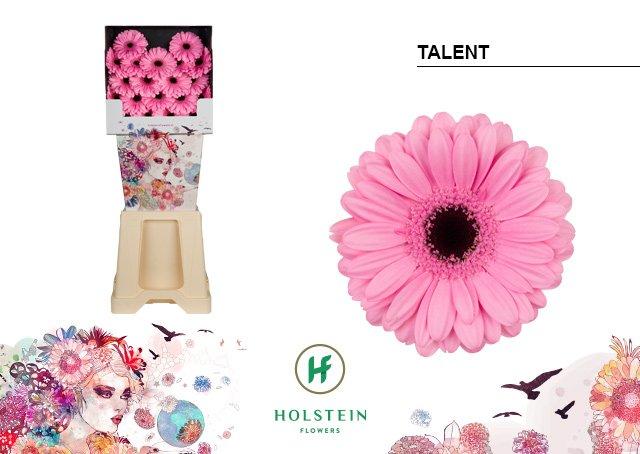 Срезанные цветы оптом Germini diamond talent от 80шт. из Голландии с доставкой по России