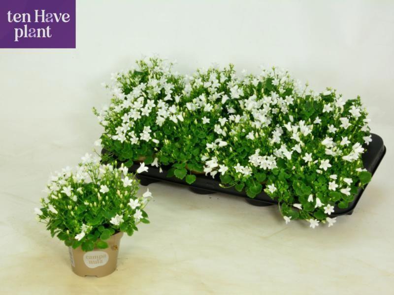 Горшечные цветы и растения оптом Camp Porto White от 8шт (для телеги) из Голландии с доставкой по России