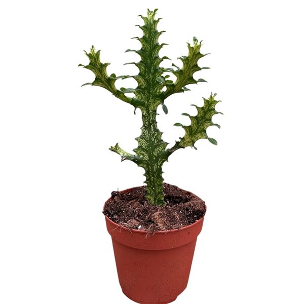 Горшечные цветы и растения оптом Euphorbia Lactea Variegata от 1шт из Голландии с доставкой по России