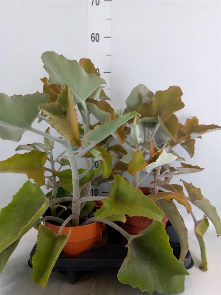 Горшечные цветы и растения оптом Kalanchoe Nf Beharensis от 2шт из Голландии с доставкой по России
