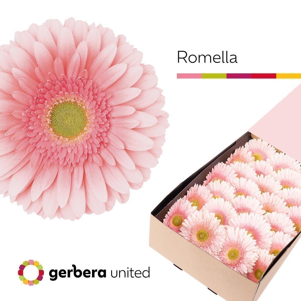 Срезанные цветы оптом Gerbera romella от 25шт из Голландии с доставкой по России