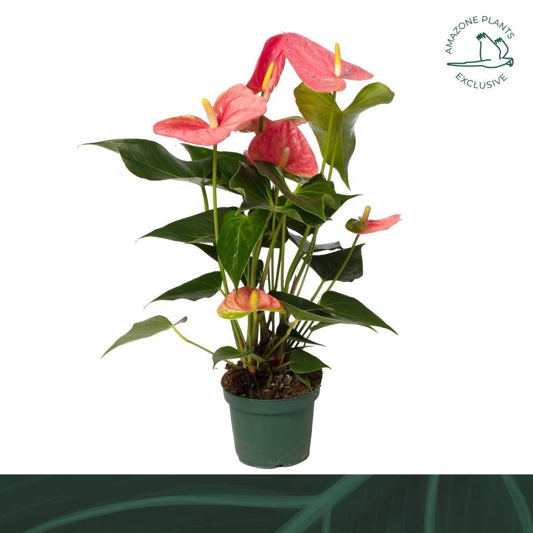 Горшечные цветы и растения оптом Anthurium Colorado от 8шт из Голландии с доставкой по России