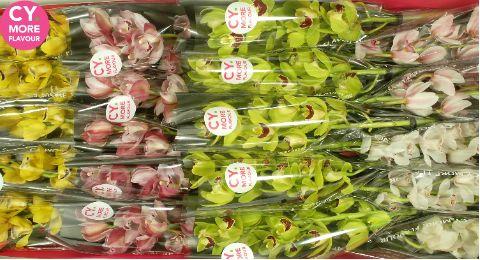 Срезанные цветы оптом Minicymbidium mix spring от 20шт из Голландии с доставкой по России