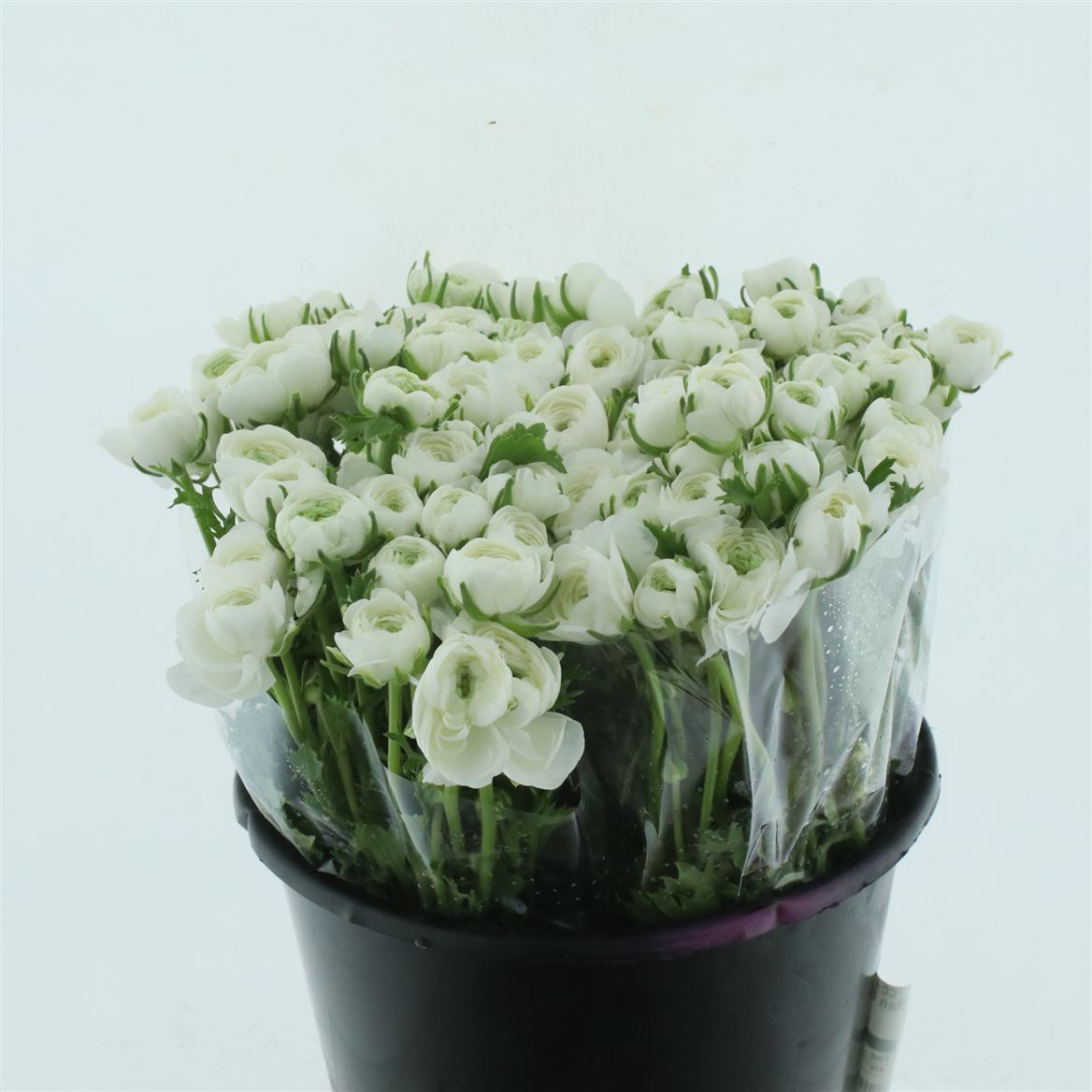 Срезанные цветы оптом Ranunculus elegance white от 100шт.. из Голландии с доставкой по России