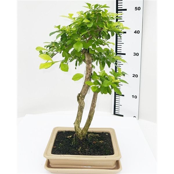 Горшечные цветы и растения оптом Bonsai Duranta Repens, Pot 21cm, Height 47cm, With от 1шт из Голландии с доставкой по России