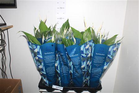 Горшечные цветы и растения оптом Spath Strauss 5-6 Bloemen+++ от 8шт из Голландии с доставкой по России