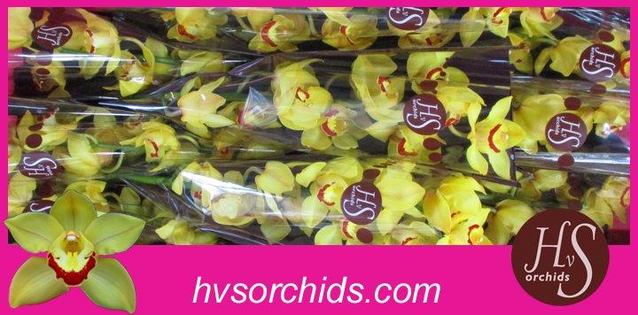 Срезанные цветы оптом Cymbidium yellow sunglow от 10шт из Голландии с доставкой по России