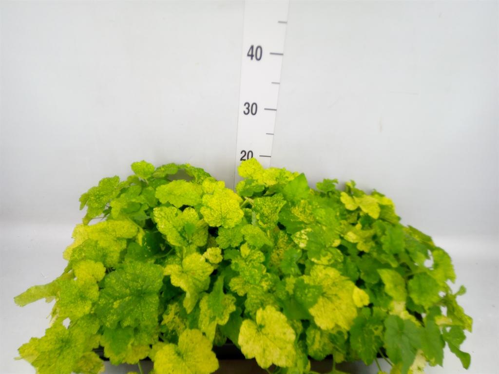 Горшечные цветы и растения оптом Tolmiea Menziesii   ...variegated от 6шт из Голландии с доставкой по России