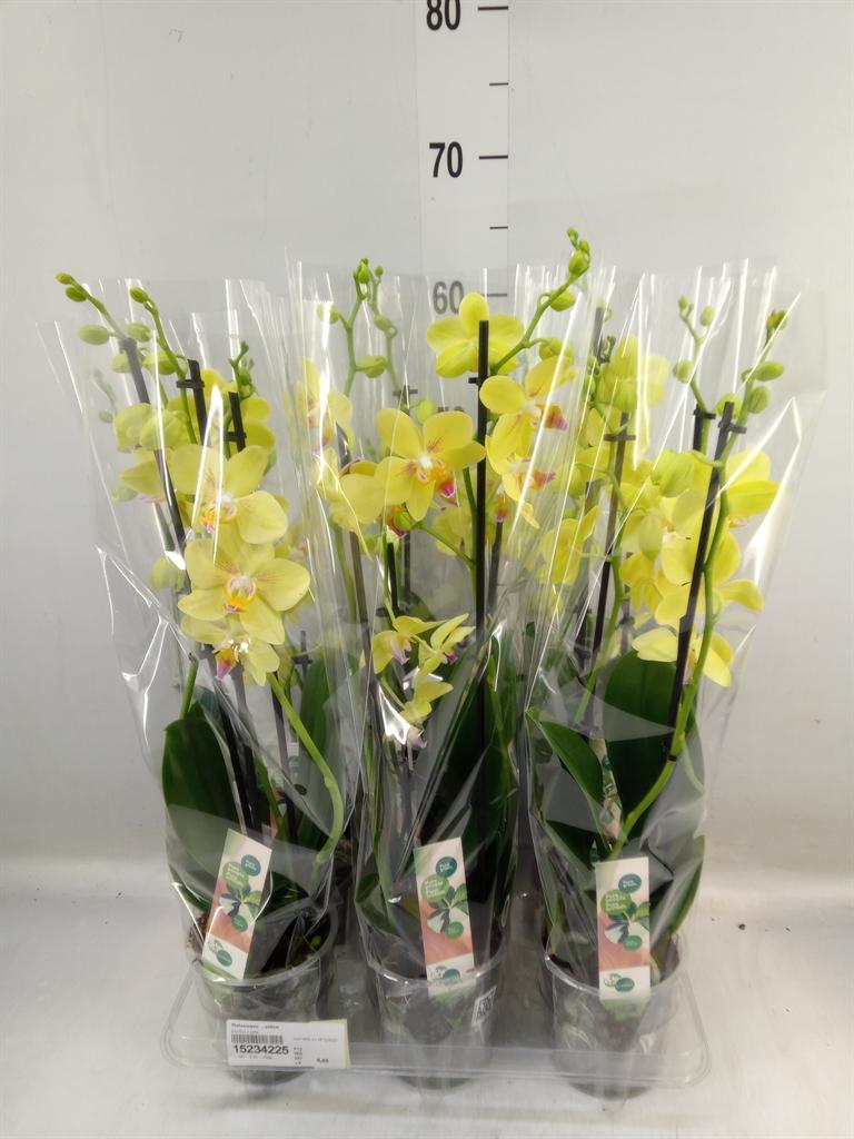Горшечные цветы и растения оптом Phalaenopsis   ...yellow от 6шт из Голландии с доставкой по России
