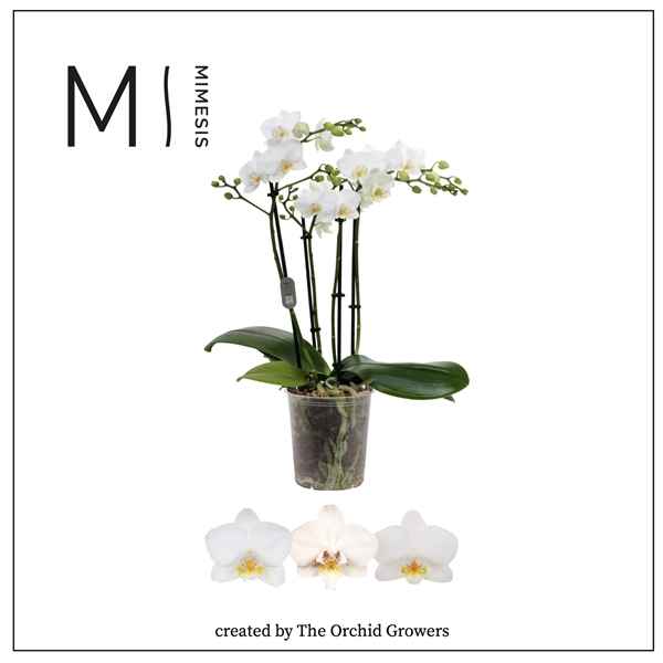 Горшечные цветы и растения оптом Phal 4st Multi White 35+(orchid Growers) от 10шт из Голландии с доставкой по России