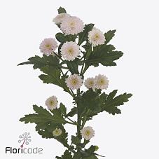 Срезанные цветы оптом Chrys sa miller pearl от 75шт. из Голландии с доставкой по России