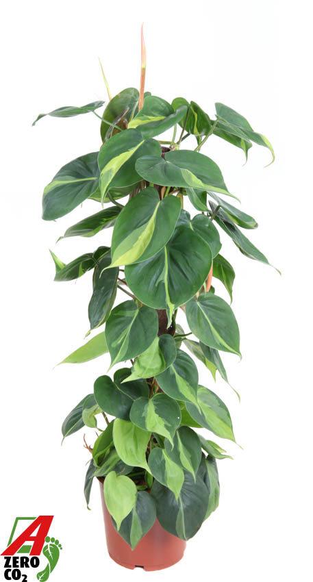 Горшечные цветы и растения оптом Philodendron Brasil Kratiste от 1шт из Голландии с доставкой по России