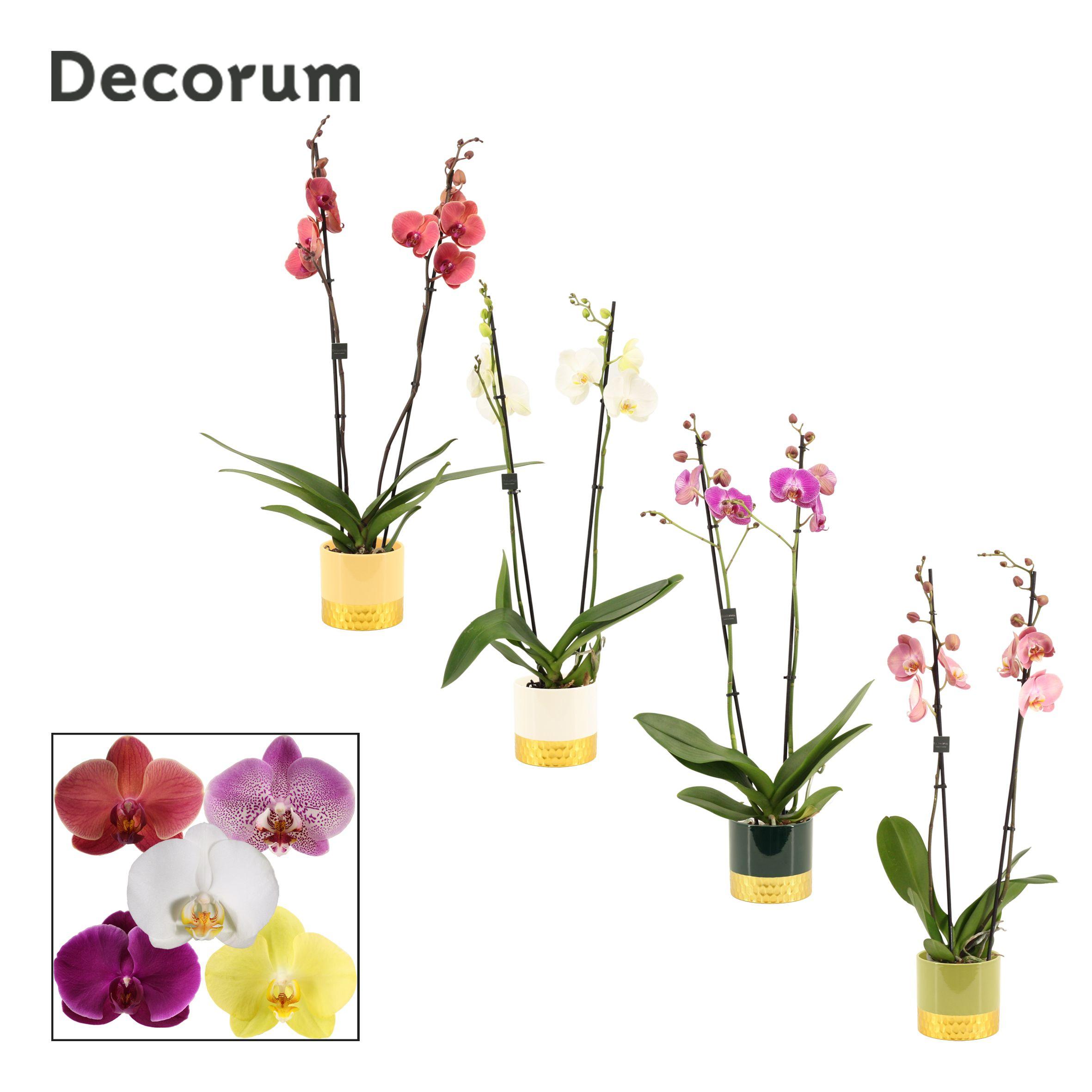 Горшечные цветы и растения оптом Phal Gem от 5шт из Голландии с доставкой по России