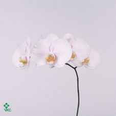 Срезанные цветы оптом Phalaenopsis alpha (per flower) от 25шт из Голландии с доставкой по России