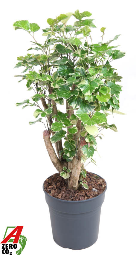 Горшечные цветы и растения оптом Polyscias Scutellaria Balfourii от 1шт из Голландии с доставкой по России