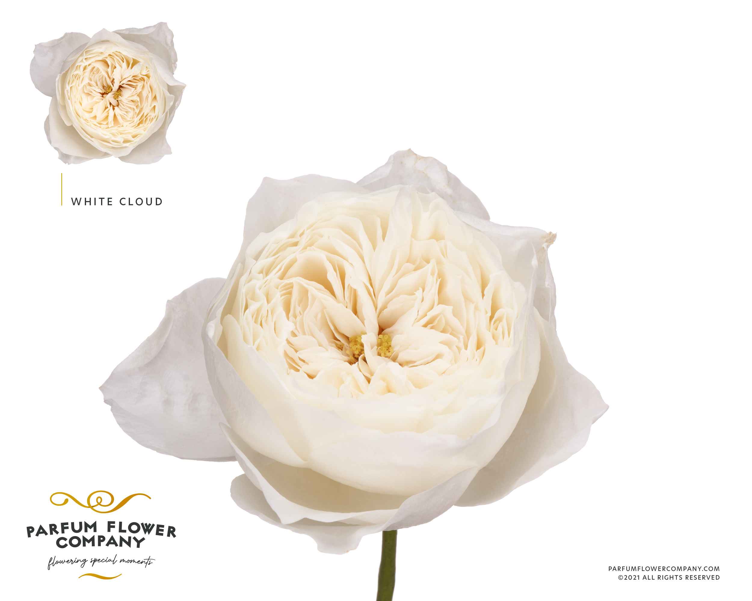 Срезанные цветы оптом Rosa la garden white cloud от 24шт. из Голландии с доставкой по России