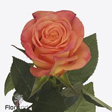 Срезанные цветы оптом Rosa large new horizon от 50шт из Голландии с доставкой по России