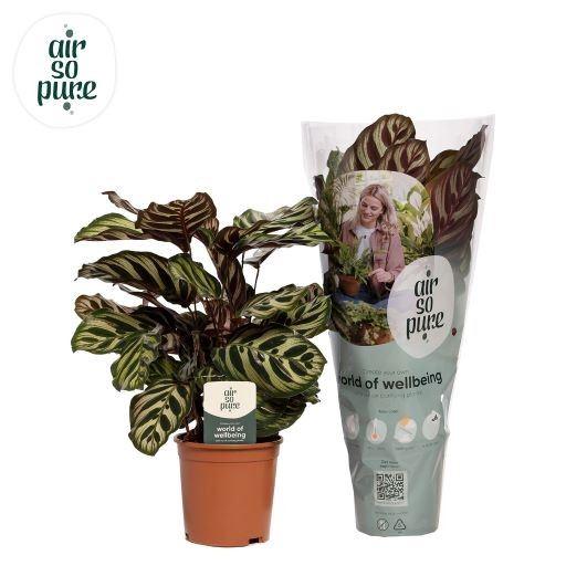 Горшечные цветы и растения оптом Calathea Makoyana от 6шт из Голландии с доставкой по России