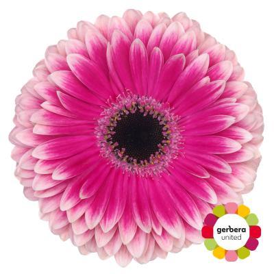 Срезанные цветы оптом Gerbera prelude от 50шт. из Голландии с доставкой по России