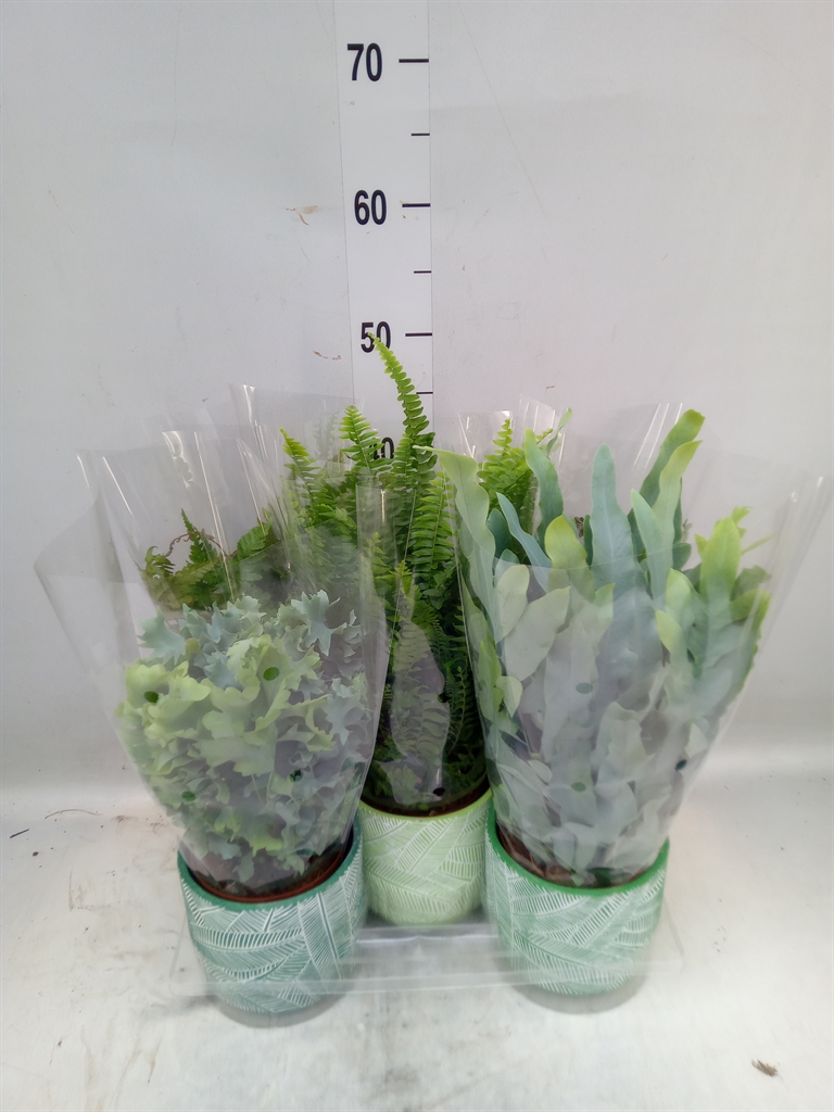 Горшечные цветы и растения оптом Ferns   ...mix от 5шт из Голландии с доставкой по России