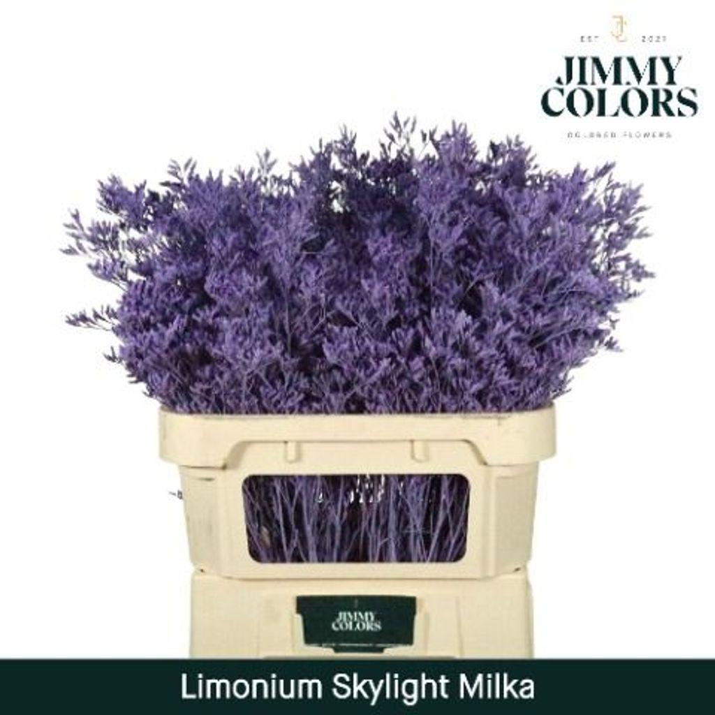 Срезанные цветы оптом Limonium paint milka от 50шт. из Голландии с доставкой по России