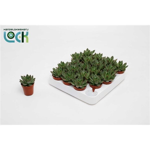 Горшечные цветы и растения оптом Echeveria Mexico от 30шт из Голландии с доставкой по России