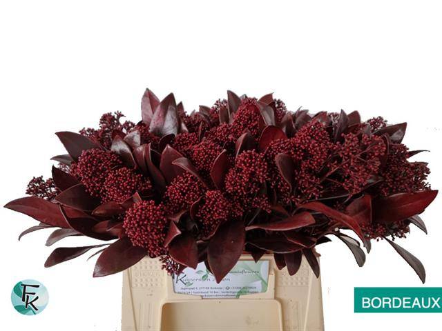 Срезанные цветы оптом Skimmia paint bordeaux от 10шт из Голландии с доставкой по России