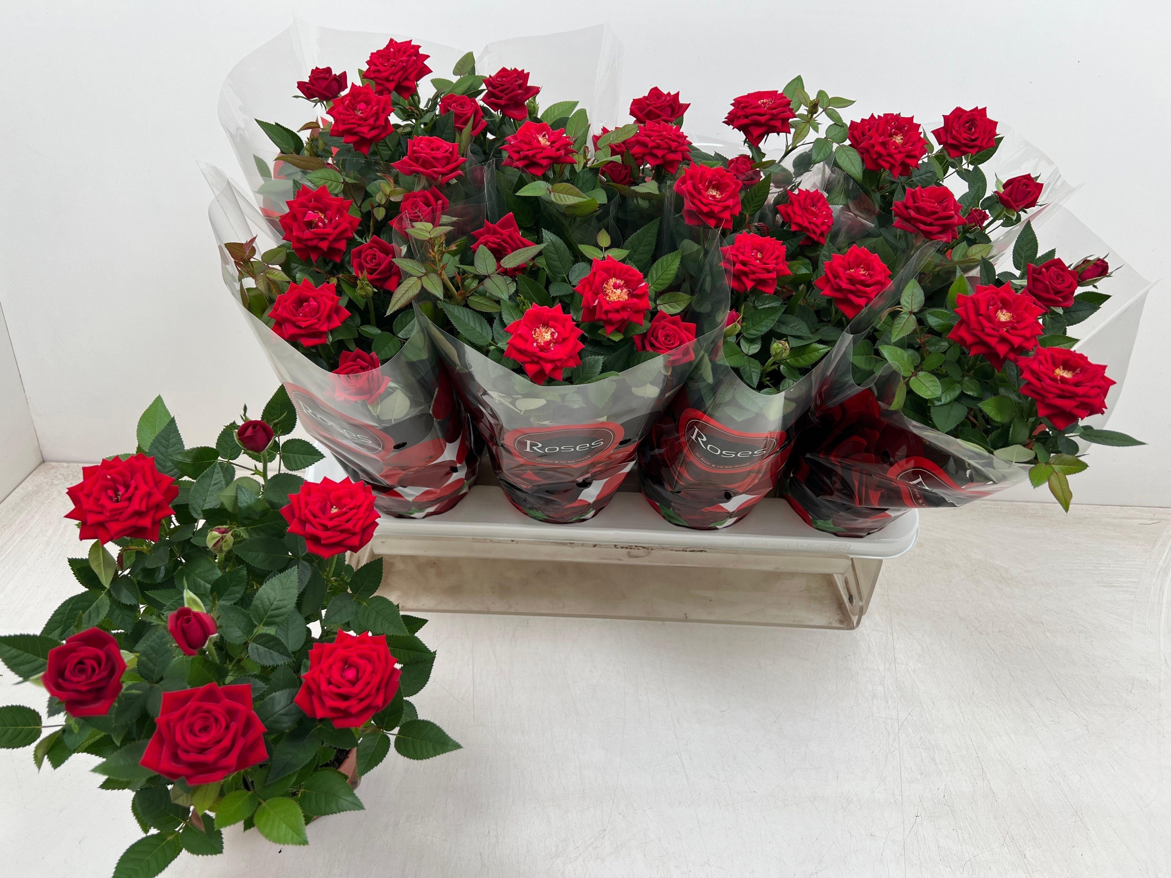 Горшечные цветы и растения оптом Ro Ov от 8шт из Голландии с доставкой по России