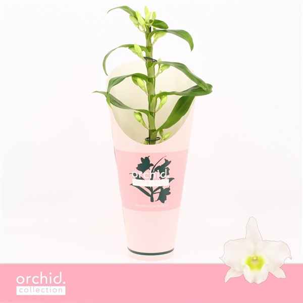 Горшечные цветы и растения оптом Den Nob 1st Apollon Compact Orchid Collection от 6шт из Голландии с доставкой по России